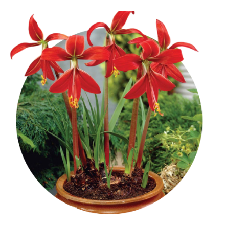 Sprekelia