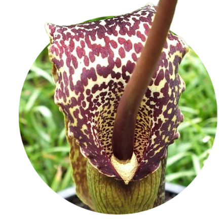 Sauromatum venosum
