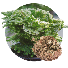 Selaginella