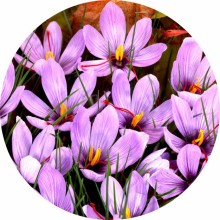 Crocus de toamna