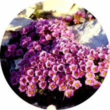 Saxifrage