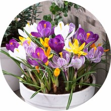 Crocus de primavara