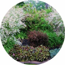 Diferiti Arbusti ornamentali