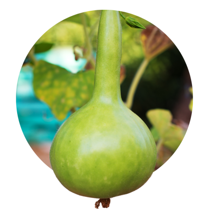 Laghenaria