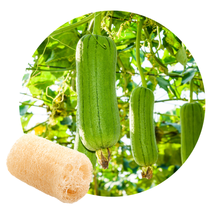 Luffa