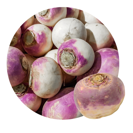 Rutabaga
