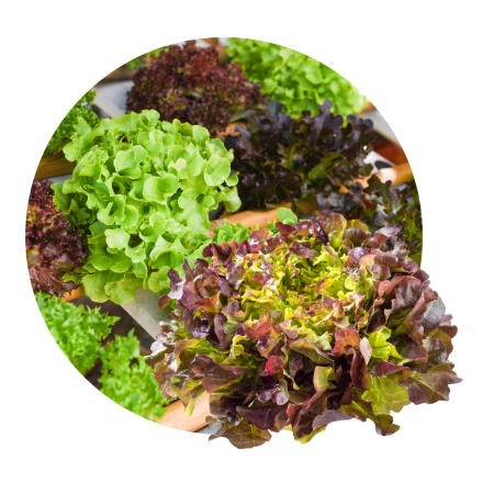 Salat