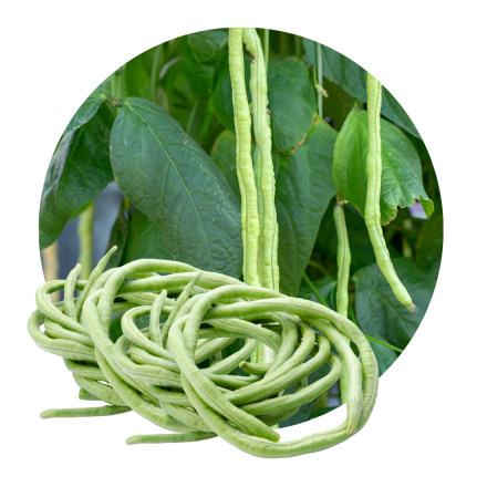 Vigna
