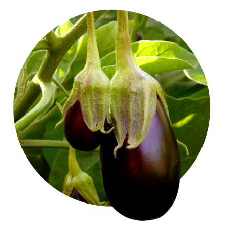 Vinata