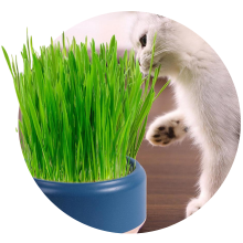 Semințe de verdețuri pentu animale