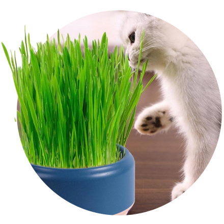 Semințe de verdețuri pentu animale