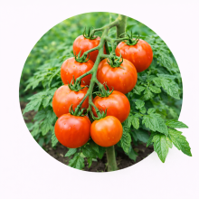 Rosii cu Crestere Medie