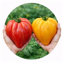 Rosii cu Fructe Mari