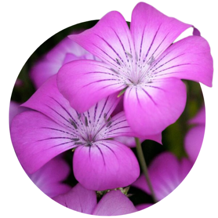 Agrostemma