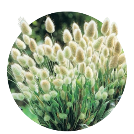 Cereale decorative