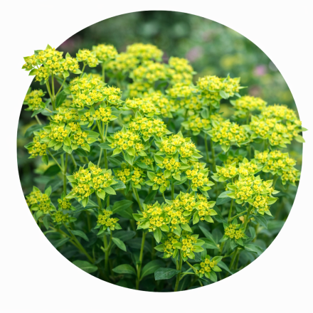 Bupleurum