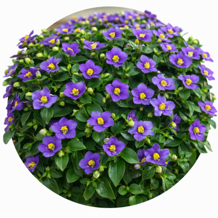 Exacum