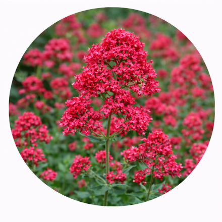 Centranthus