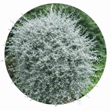 Helichrysum argintiu