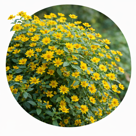 Melampodium