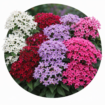 Pentas