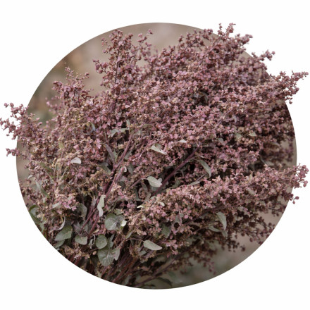 Atriplex