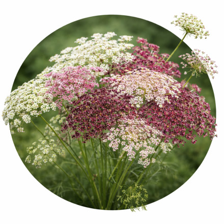 Daucus