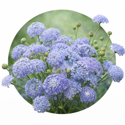 Didiscus