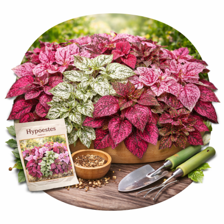 Hypoestes