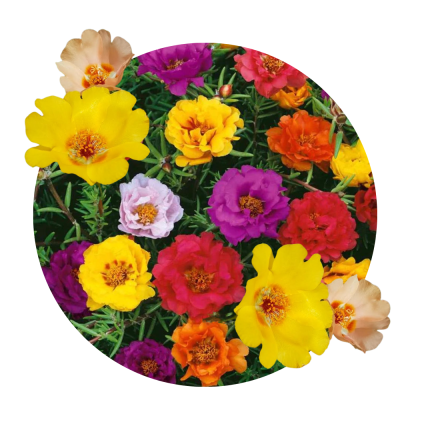Floarea de piatra