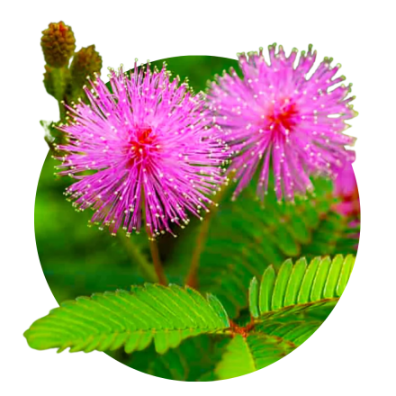 Mimoza