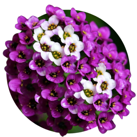 Alissum