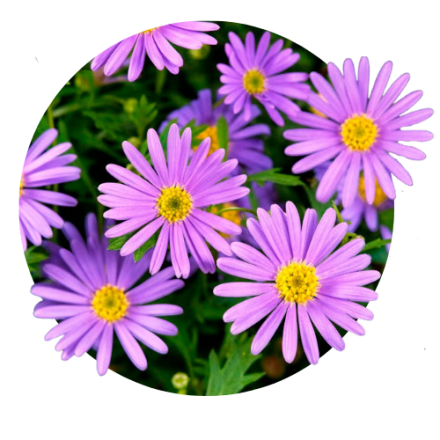 Brahicoma