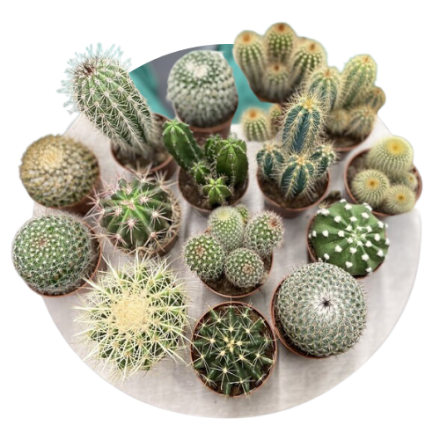 Cactus