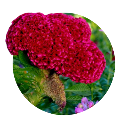 Celosia