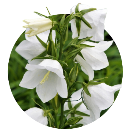 Clopotel