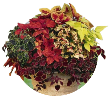 Coleus