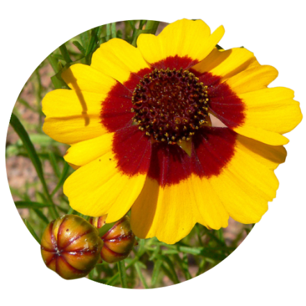 Coreopsis