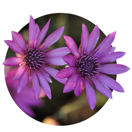 Cserantemum