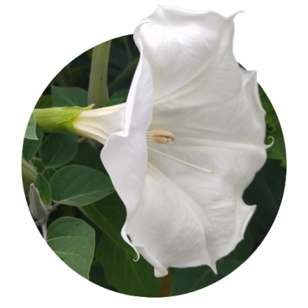 Datura