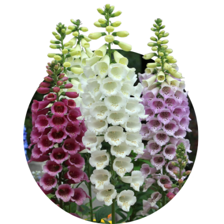 Dighitalis