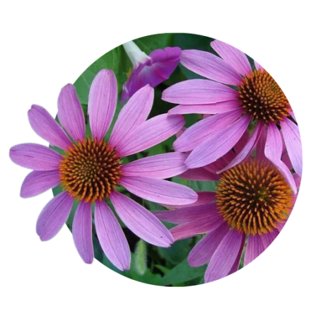 Echinacea