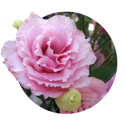 Eustoma