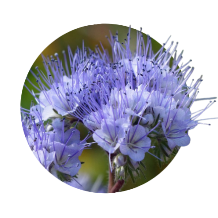 Facelia