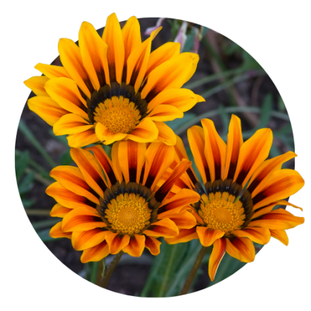 Gazania