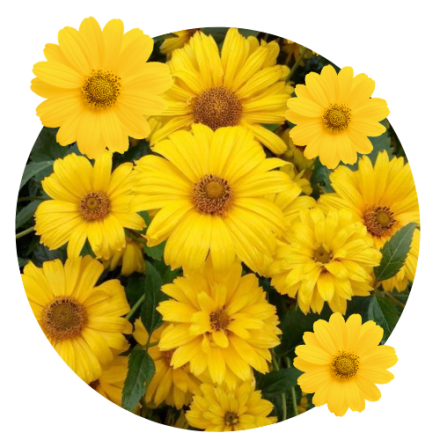 Gheliopsis
