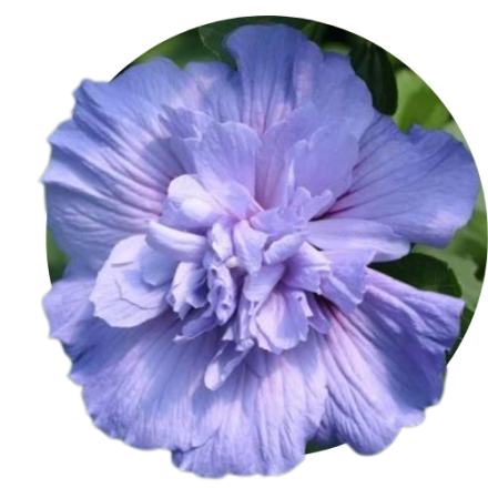 Ghibiscus