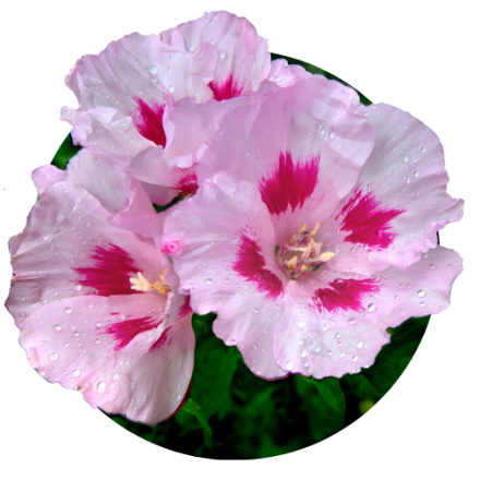 Godetia