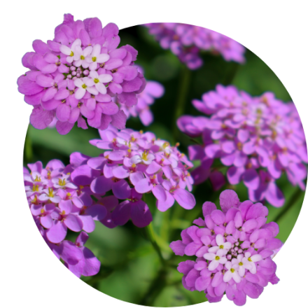 Iberis