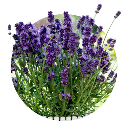 Lavanda
